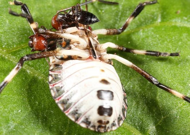 formiche come agenti di biocontrollo