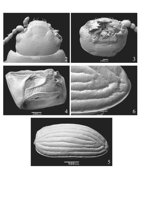 Figg. 2-6. Particolari morfologici di Pachamela bordoni nov. gen. nov. (2) testa in visione dorsale al S.E.M.
