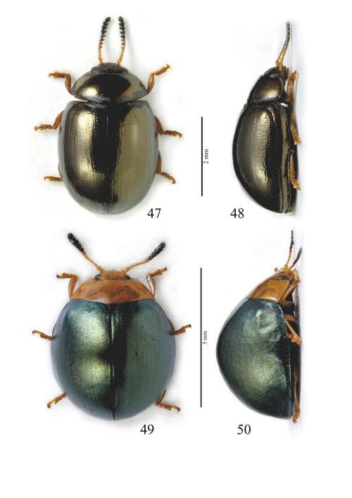Figg. 47-50 Habitus in Planagetes guyana nov. sp. e in Plagiodera zoiai nov. sp.: (47) P.