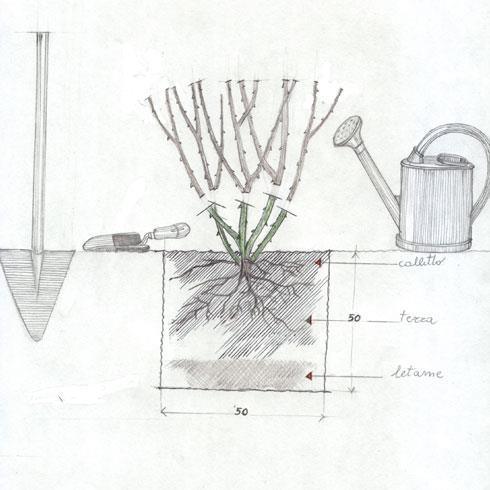Impianto di rose dove c erano già rose Se dovete piantare rose in un luogo dove c erano già rose in precedenza, è necessario sostituire almeno 50 litri di terra (il corrispondente di un sacchetto di