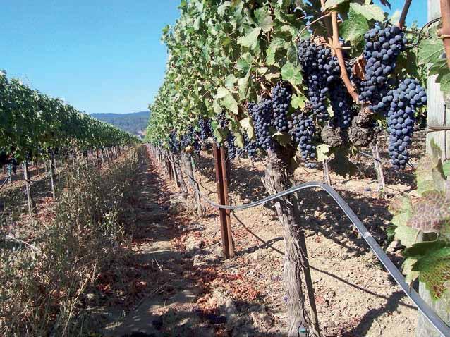 Irrigazione di qualità per vino di qualità Assicura la tua annata L evoluzione della viticoltura ha visto l affermarsi di nuove pratiche agronomico-colturali essenzialmente rappresentate dall