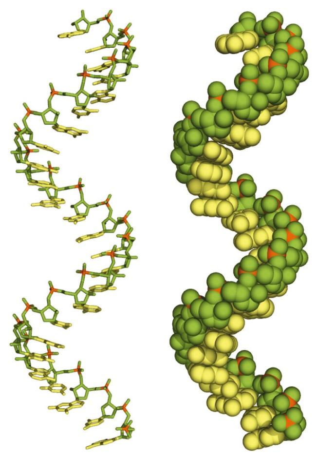 L RNA forma strutture ad elica singola destrorsa.