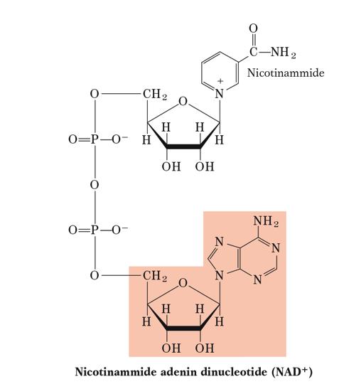 Altre funzioni dei nucleotidi: cofattori enzimatici I nucleotidi adenilici fanno parte di cofattori enzimatici.