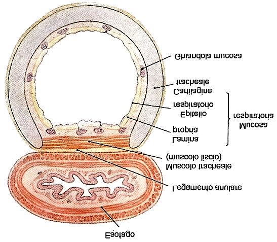 Trachea 10-12 cm, 16-20 anelli cartilaginei, è un tubo elastico che collega la laringe con i