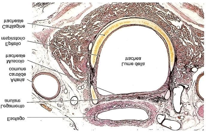 La parete è costituita da 3 strati: mucosa (epitelio pseudostratificato ciliato),