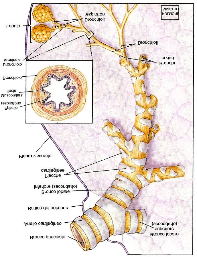 Bronchi si addentrano nel parenchima polmonare e si ramificano; le fibre elastiche nella tonaca avventizia aumentano gli anelli cartilaginei si frammentano fino a scomparire Bronchioli i bronchioli