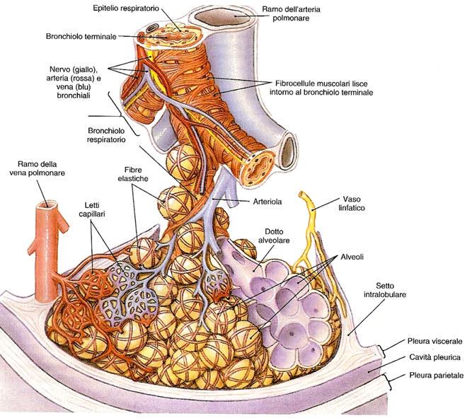 Lobulo polmonare Nel polmone, i rami dell arteria polmonare decorrono parallelamente alle diramazioni dell albero bronchiale.