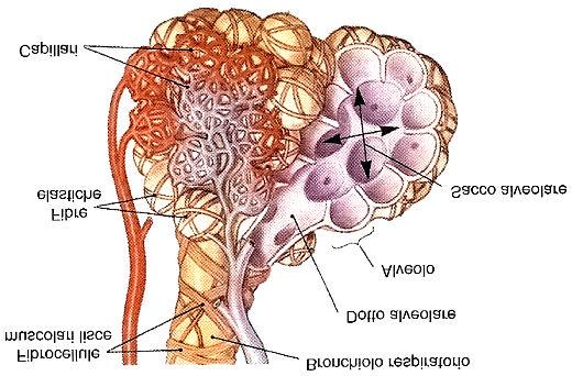 Gli alveoli polmonari sono caratterizzati da estrema riduzione dello spessore della parete, ridotta al solo