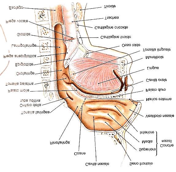 Formazioni dell apparato respiratorio situate nella testa e nel