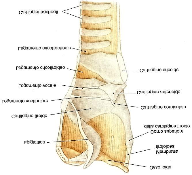 Laringe La laringe è costituita da diverse cartilagini: cart. tiroidea: si trova anteriormente, e si collega superiormente con l osso ioide cart.