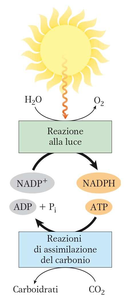 luce 6CO 2 + 6H 2 O C 6 H 12 O 6 + 6O 2 ENERGIA LUMINOSA ENERGIA CHIMICA Nella fotosintesi l energia della luce è utilizzata per far variare le proprietà redox dei centri di reazione (Chl assume un