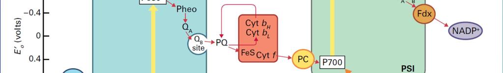 elettroni Da Biochemistry and