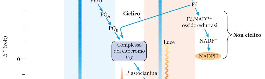 Zanichelli editore SpA copyright 2014 L eccitazione del centro di reazione risulta in un cambiamento del