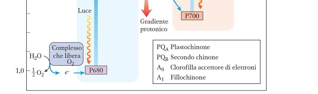 fotosistemi e nella catena di trasporto elettronica fra i due fotosistemi sono esoergoniche (riducente