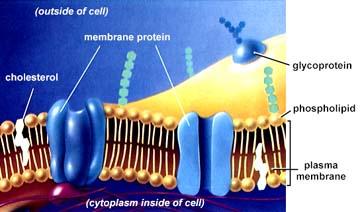 Recettori degli organi effettori 2) Canali ionici 1) Recettori catalitici (proteina G) Na+ Ca++ K Attivazione