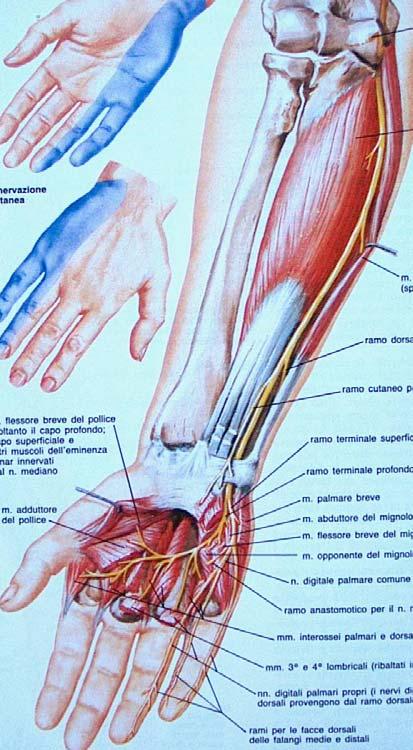 Muscolo: ventri In rapporto alla qualità del movimento che svolgono:accorciamenti lineari, concentrici, brevi Lunghi: conici, fusiformi, nastriformi.