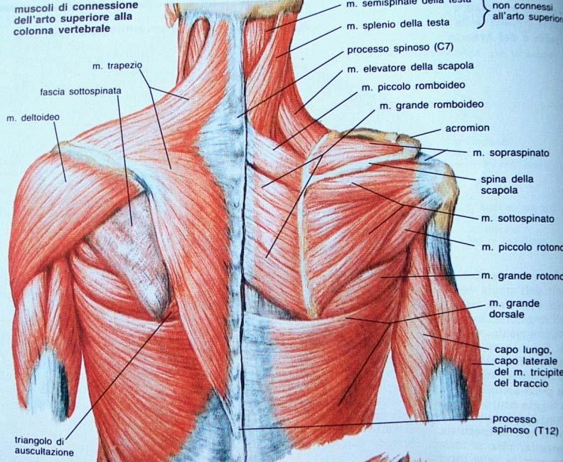 Rapporti tra fibra m. ed il suo tendine Muscoli a fibre parallele e ad inserzione immediata: muscoli larghi.