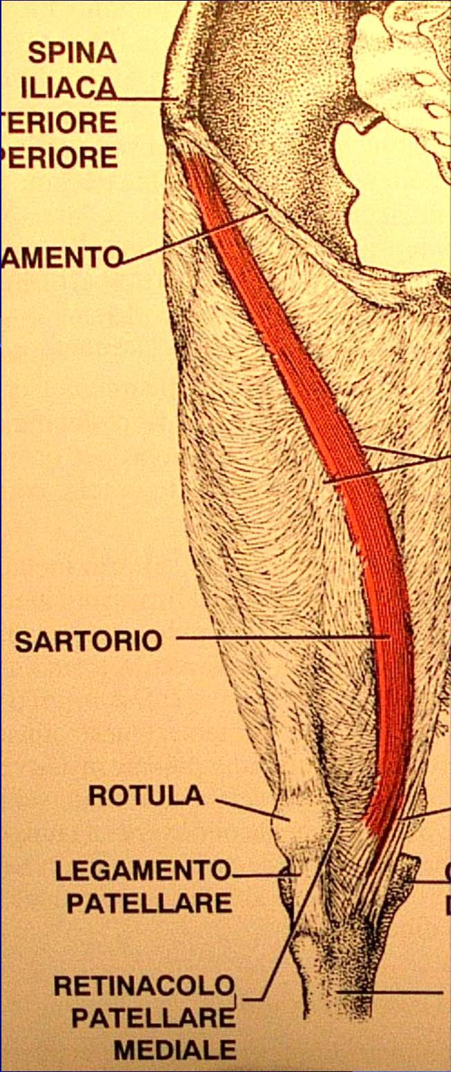 Muscolo Porzione centrale: ventre muscolare Due estremità: prossimale e distale (rispetto al senso del movimento): * inserzione di