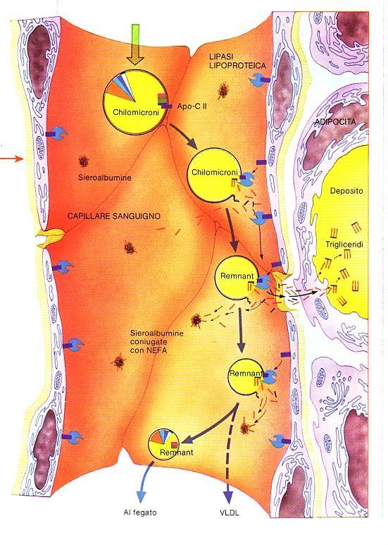 Metabolismo dei chilomicroni 1) I chilomicroni legano le Lipoproteina lipasi (LPL) localizzate sulla superficie delle cellule endoteliali che foderano i capillari 2) TAG AG 3) AG cellule adipose