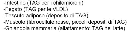 Metabolismo dei TAG endogeni utilizzo nei vari tessuti 1.