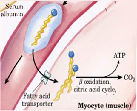 1 Tappa: ingresso e attivazione degli acidi grassi blood stream Gli acidi giungono dal tessuto adiposo associati alla siero albumina.