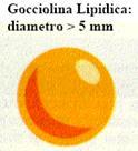 Emulsionamento dei TAG per la lipolisi La