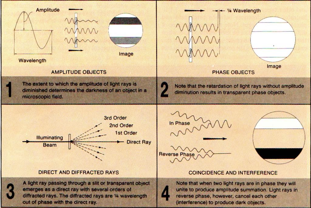 Ampiezza Lunghezza d onda OGGETTO DI AMPIEZZA OGGETTO DI FASE L entità del valore di cui è diminuita l ampiezza del raggio luminoso determina quanto apparirà scuro un oggetto nel campo