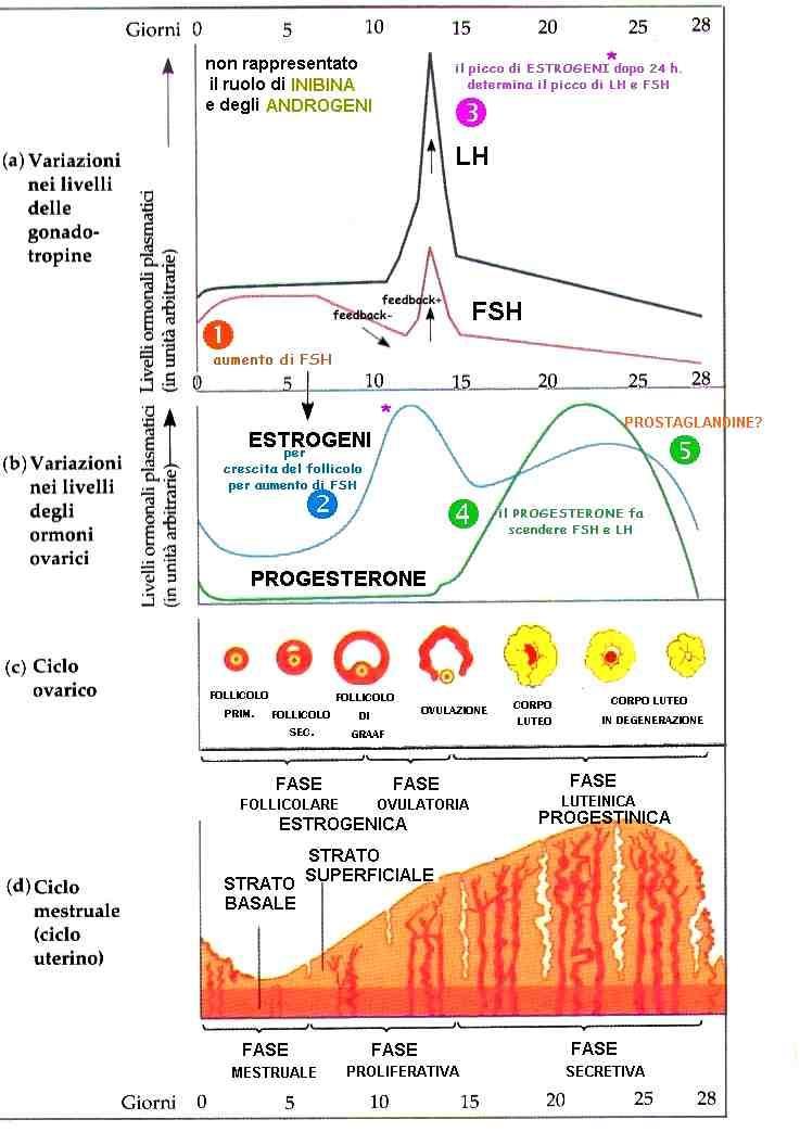 IL CICLO ORMONALE REGOLA IL CICLO OVARICO E UTERINO 1. Durante i primi 5gg l ipotalamo produce GnRH FSH e LH 2.