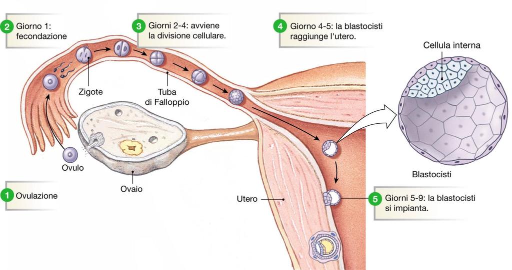DURANTE LE DIVISIONI L EMBRIONE CONTESTUALENTE SI MUOVE LUNGO LA TUBA E RAGGIUNGE L UTERO ALLO STATO DI MORULA.