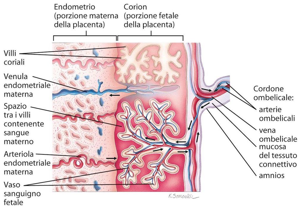 CORIONICA (HCG) CHE MANIENE ATTIVO IL CORPO LUTEO CHE SECERNE PROLATTINA ED ESTROGENI, INDISPENSABILI PER LA