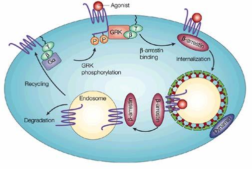 Desensitizzazione dei recettori legati alle proteine G In seguito a esposizione ripetuta a un agonista, il recettore viene rimosso dalla membrana plasmatica e internalizzato in seguito alla sua