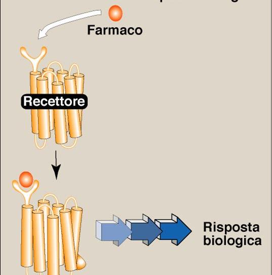 RECETTORI I recettori hanno la funzione di riconoscere e legare mediatori endogeni (neurotrasmettitori e ormoni) e di trasdurre i segnali extracellulari in segnali intracellulari,