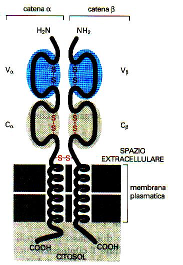 I Recettori delle cellule T I