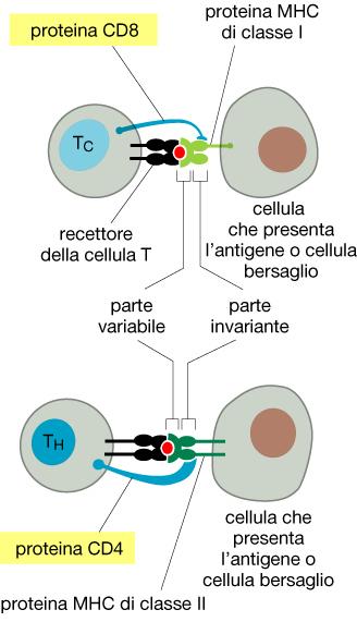 T citotossiche e T helper (Th1 e Th2) Esistono due sottopopolazioni di linfociti T Linfociti T CD8 (citotossici) Linfociti T CD4 (prevalenza helper) CD4 e CD8 stabilizzano i complessi