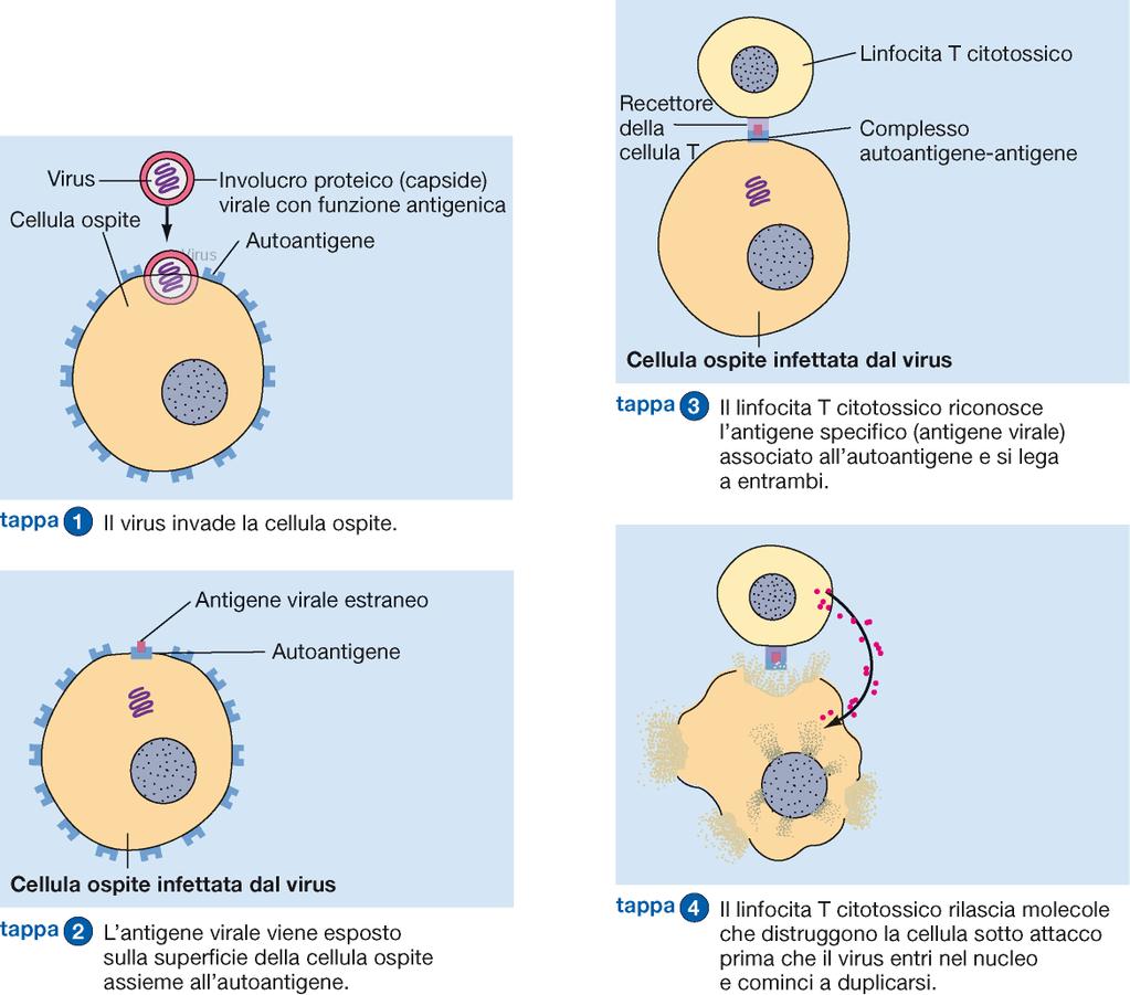 Linfociti T citotossici Riconoscono le cellule infette in quanto le molecole MHC
