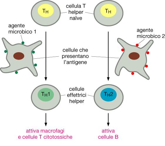 T helper Attivate dalle cellule che presentano l antigene: cellule dendritiche interdigitate, cellule del Langerhans, cellule B e macrofagi.