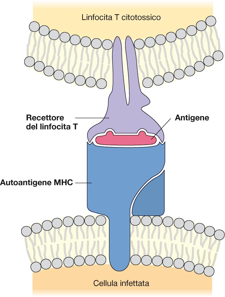 Le molecole MHC - Le cellule T riconoscono l antigene sotto forma di frammenti peptidici, generati all interno della cellula ospite e trasportati sulla superficie cellulare da proteine speciali dette