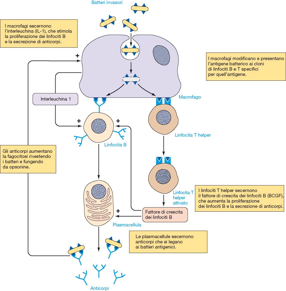 I LINFOCITI RISPONDONO SOLTANTO AGLI ANTIGENI PRESENTATI DALLE CPA
