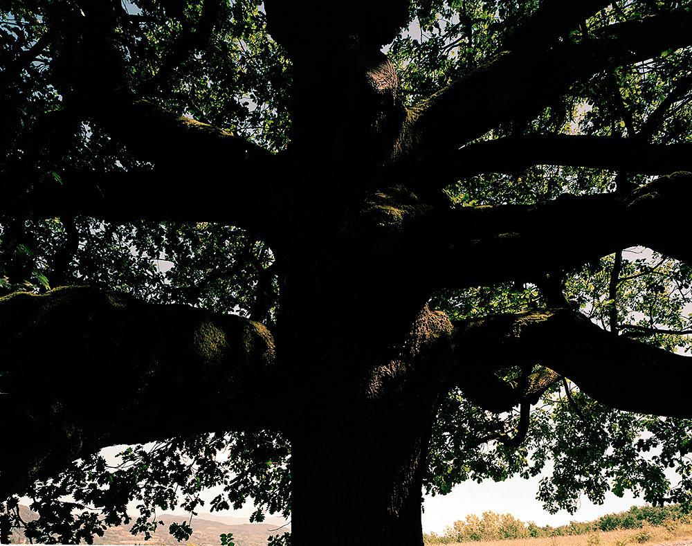 LA GRAZIA TERRIBILE DELLA NATURA workshop con Luca