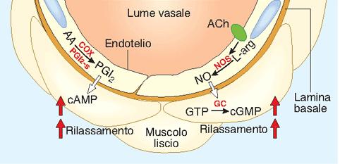 L endotelio come regolatore della muscolatura liscia vasale: NO e acido arachidonico Prostaciclina (PGI2): inibisce l adesione delle piastrine all