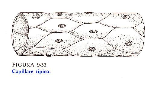 I CAPILLARI diametro 8-20 µm Strato di cellule endoteliali su lamina basale (0.