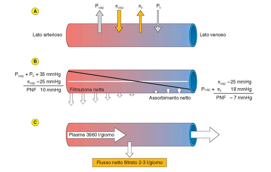 Scambio di liquidi attraverso la parete del capillare Il gradiente di pressione idrostatica (Pcap-Pi) spinge l acqua fuori dal capillare (FILTRAZIONE) Il gradiente di pressione oncotica (πcap-πi)