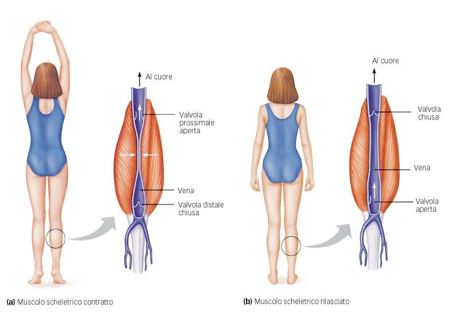 Attività muscolare: i muscoli alternando contrazione e rilasciamento fanno progredire il sangue verso le vene centrali ed aumentano la pressione venosa centrale.