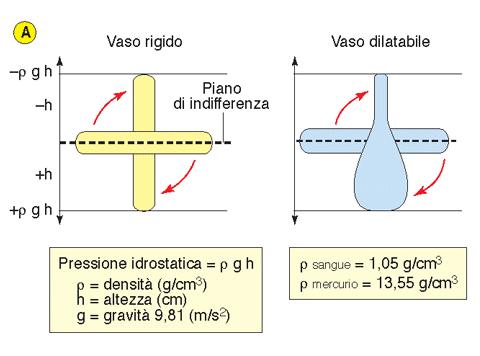 Effetti della gravità sulla distensibilità delle vene PRESSIONE IDROSTATICA= ρ g h ρ sangue= 1.