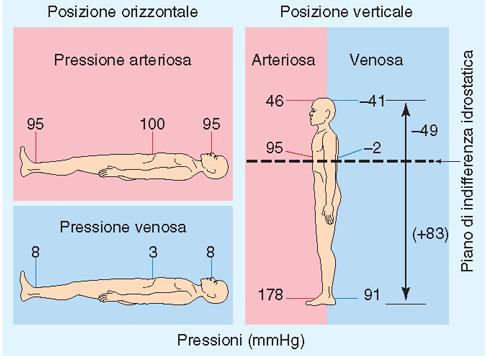 Pressione arteriosa e venosa in posizione supina ed eretta LA PRESSIONE DELLA COLONNA DI SANGUE