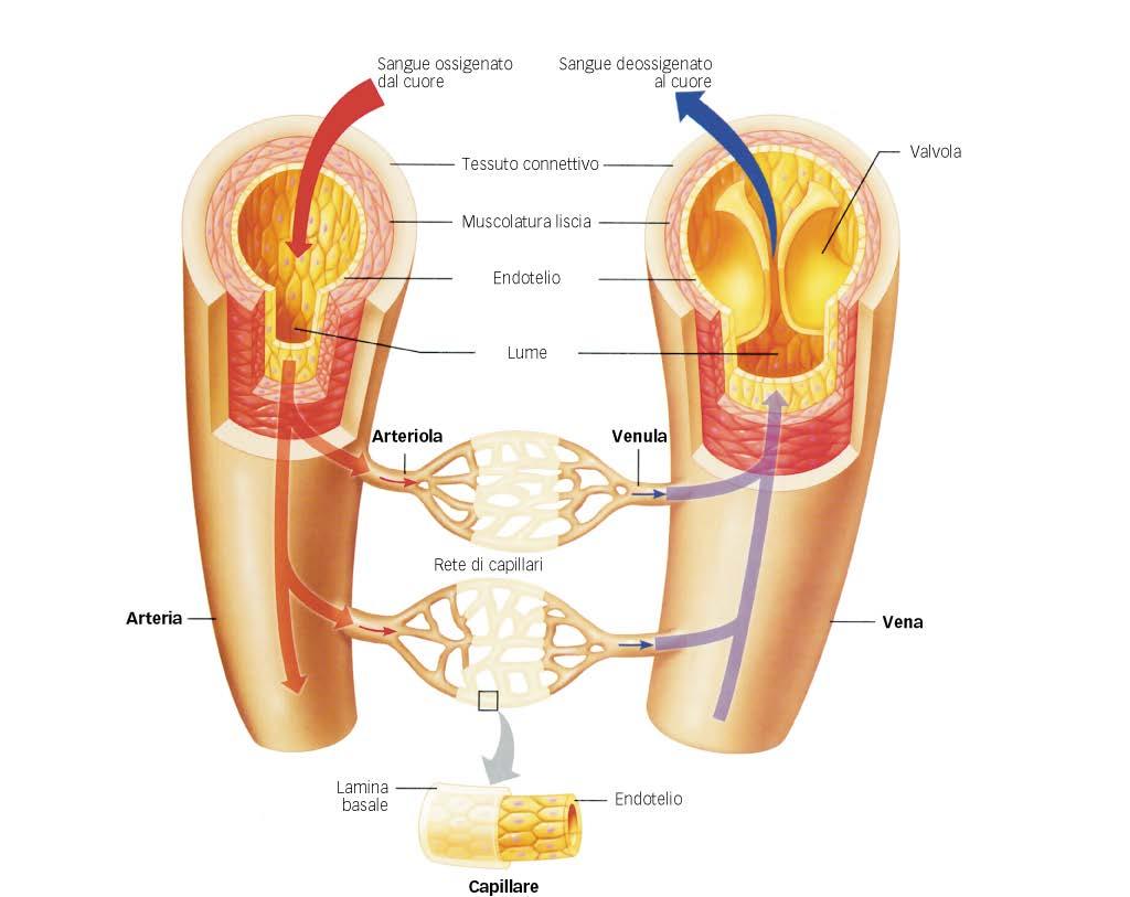 Struttura delle arterie e delle vene connettivo muscolo liscio endotelio Arterie conduttori di pressione molti strati di tessuto muscolare liscio e