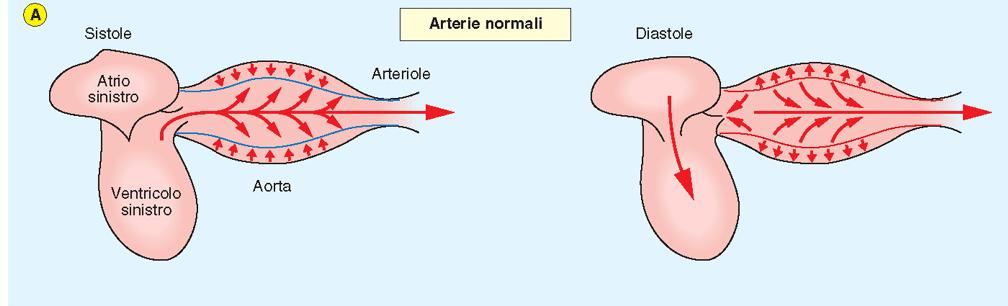 Smorzamento delle oscillazioni di flusso Arterie distensibili Durante la sistole il sangue