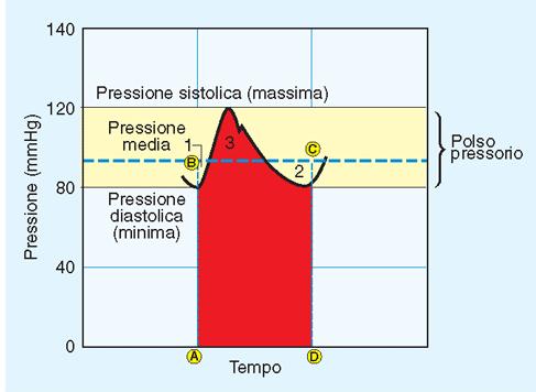 La pressione arteriosa media Calcolo pratico della Pa media : P a = P d + 1/3 (P s -P d )