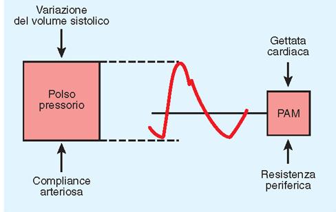 POLSO PRESSORIO = PRESSIONE SISTOLICA PRESSIONE DIASTOLICA Variazione di pressione generata dalla sistole cardiaca, trasmessa nel sistema vascolare grazie all elasticità