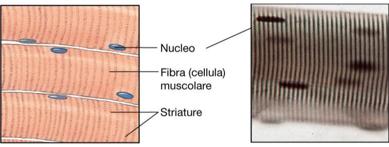 Muscolo scheletrico Nucleo Per vedere questa immagine occorre